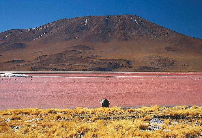 Hồ muối đỏ ở Bolivia nhuộm một màu đỏ như máu. Nguyên nhân của màu nước độc đáo này là một loại tảo và trầm tích lắng đọng phía dưới. Nơi đây tạo thành một điểm đến thú vị, thu hút hàng chục nghìn lượt khách quốc tế đến đây mỗi năm.