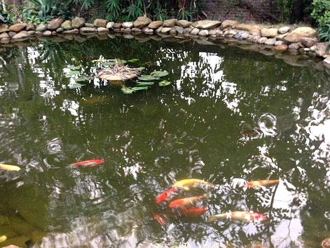 Theo nhận định về bất động sản, khu đất này của gia đình Mỹ Linh có giá tương đương 1 triệu đô, trên 20 tỷ đồng, chưa kể các trang thiết bị phòng thu hiện đại bậc nhất Việt Nam.