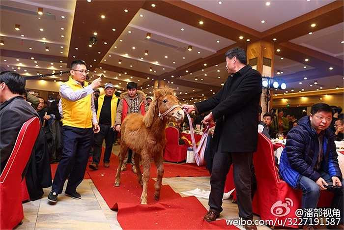 Theo ban tổ chức, công ty đã phải dành thời gian 1 tuần trước khi diễn ra tổng kết để mua lừa, ngựa, cừu ở Sơn Đông về