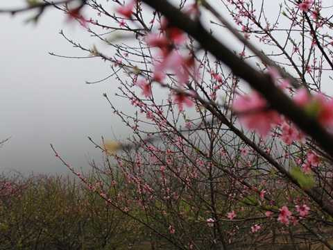 Những cành đào rừng về Hà Nội có giá từ vài triệu đến chục triệu đồng