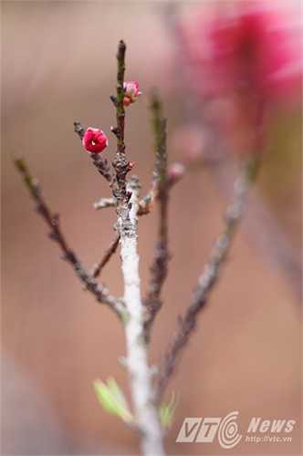 Người trồng đào phải kiểm soát được quá trình nở hoa của cây