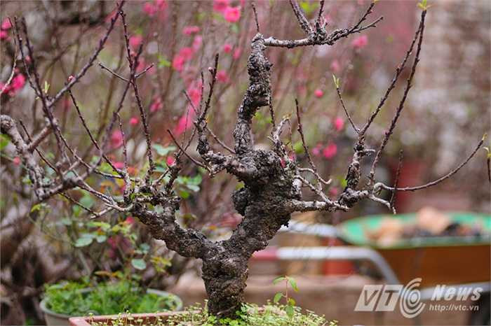 Đảm bảo cho thời điểm hoa nở trùng với Tết âm lịch