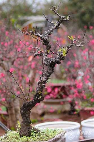 Một cây đào Thất Thốn thế đứng mạnh mẽ chờ Tết đến để nở hoa