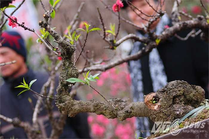 Gốc cây cũ kỹ nhưng hoa và lá luôn tươi tốt mỗi khi xuân về