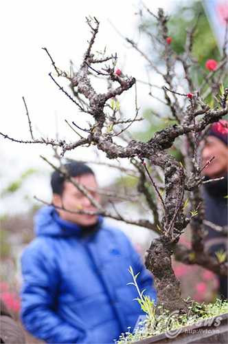 Gốc đào còn chưa có lá, hoa thời điểm trước Tết