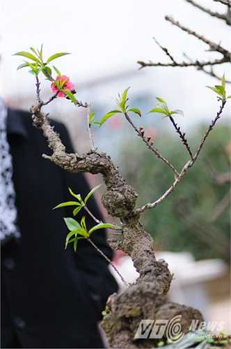 Dù đẹp và độc nhưng không phải ai cũng có điều kiện để thuê đào Thất Thốn chơi Tết