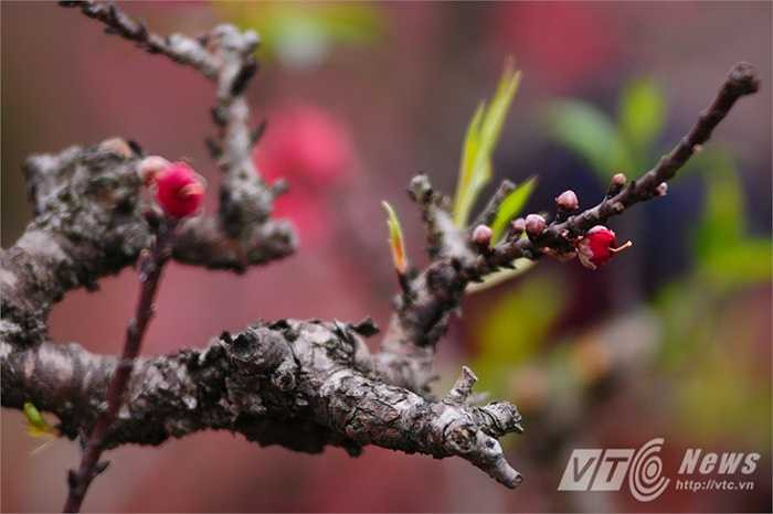 Những người thuê đào Thất Thốn thường có điều kiện, sành sỏi chơi cây và rất tỉ mỉ trong từng giai đoạn, từ chọn cho đến khi vận chuyển đào về nhà (Tùng Đinh/Thực hiện)