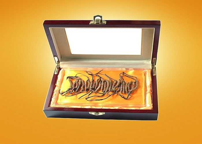 Đông trùng hạ thảo là một vị thuốc quý hiếm, với 17 loại acid amin, là nguồn vitamin dồi dào và nhiều thành phần quý, tốt cho sức khỏe. Đông trùng hạ thảo là món quà Tết đắt đỏ nhưng được ưa thích.