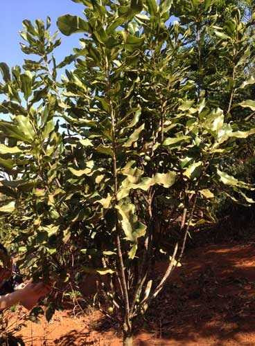 ‘Nữ hoàng’ tỷ đô về đất Tây Nguyên