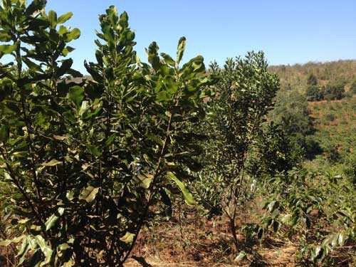 Vườn cây mắc-ca bám rễ ngày càng sâu trên đất Tây Nguyên 