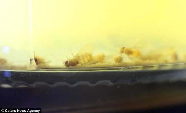  Những con ruồi trong chai bia Foster's