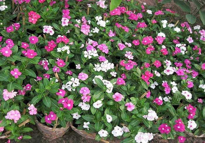 Hoa dừa cạn còn có tên là Hải đằng, và trong Đông y hoa dừa cạn có tên là trường xuân hoa, dương giác, bông dừa. Hoa có 3 màu, phớt hồng, phớt tím và màu trắng. Hoa nở không ngừng từ mùa xuân đến mùa thu và cái tên nhật nhật xuân hay thiên thiên xuân của loài hoa này cũng bắt nguồn từ đó.