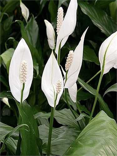 Cây huệ bình (Lan Ý). Loài cây này đứng đầu bảng trong danh sách các loài cây lọc sạch không khí của cơ quan vũ trụ Mỹ (NASA). Không chỉ hấp thụ formaldehyde, benzen và trichloroethylene, nó còn hấp thụ cả xylene và toluene – hóa chất tìm thấy trong dầu hỏa. Cây sống được trong bóng râm và chỉ cần tưới nước tuần một lần, vì thế là lựa chọn tốt cho những người không có thời gian.