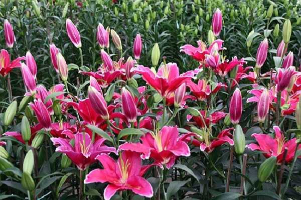 Hoa Ly được yêu thích trưng trong những ngày tết bởi màu sắc đẹp, có hương thơm nhẹ nhàng, và độ bền cao. Hoa Ly có 2 loại (cả 3 tai và 4 tai), loại đẹp nhất là 4 tai (có cả tai nở, chưa nở, và sắp nở, các tai đều nhau mùi rất thơm).