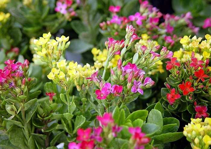 Hoa sống đời: Cái tên nói lên tất cả. Loài hoa nhỏ nhắn nhưng lại mang màu sắc rực rỡ và sức sống bền bỉ này mang theo ý nghĩa cầu chúc một năm mới dồi dào sức khỏe cho cả gia đình. Bên cạnh đó nó còn thể hiện sự sinh sôi, nảy nở và tình đoàn kết của các thành viên trong ngôi nhà của bạn.