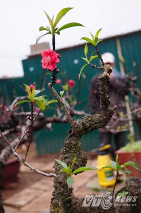 Giá thuê đào Thất Thốn 'bèo' nhất cũng từ 12 triệu đồng/cây