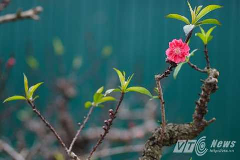 Giá thuê đào Thất Thốn 'bèo' nhất cũng từ 12 triệu đồng/cây