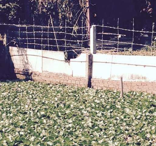 Kẻ trộm cua đinh ngâm mình dưới ao cả giờ vì sợ bị đánh