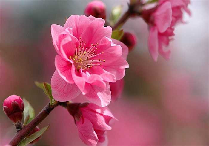 Hoa đào phơi trong bóng râm sau đó giã nát, uống nóng với ít rượu có thể thông đại tiện, trị bệnh ngứa do thời tiết lạnh.