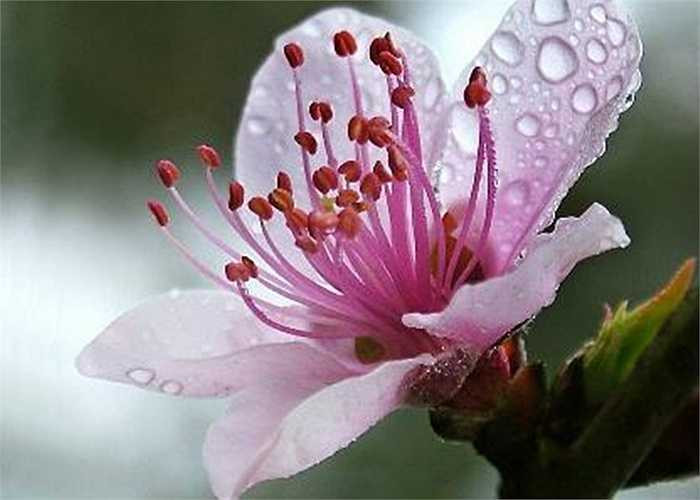  Có thể dùng hoa đào 10 - 15 bông sắc uống, mỗi ngày 3 lần để chữa chứng kiết lỵ dai dẳng.