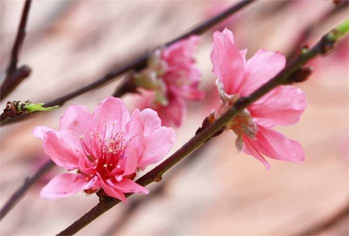 Hoa đào tán bột uống, mỗi ngày 3 g với rượu ấm có thể chữa bệnh sốt rét.