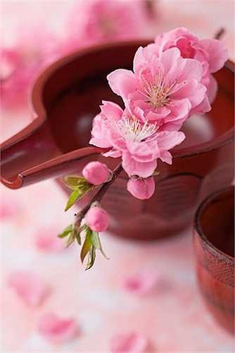 Với những phụ nữ quá béo, muốn có được một thân hình thon thả, ưa nhìn nên uống bột hoa đào mỗi ngày 3 lần, mỗi lần 1g vào lúc đói.