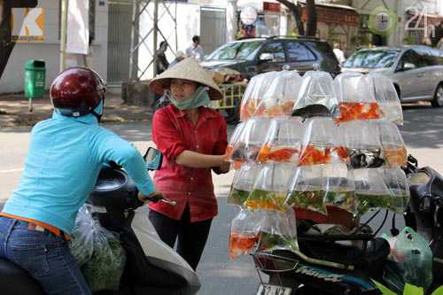 Nợ lương, không thưởng, dân xây dựng đi buôn cá chép kiếm tiền lo Tết