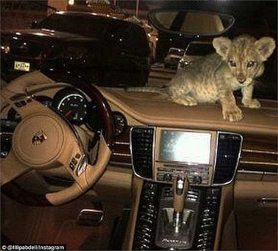 Hình ảnh chụp chú sư tử nhỏ trong chiếc xe sang trọng gây choáng