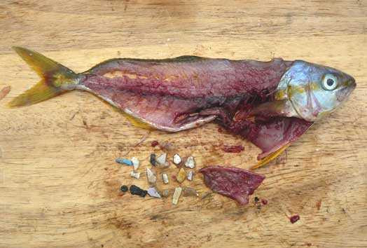 Con người đang gián tiếp ăn nhựa thải trên đại dương