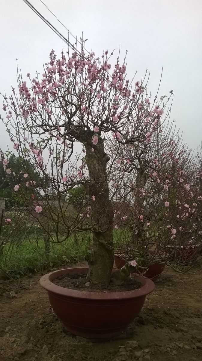 Giàu to nhờ đào cổ thụ dịp Tết Nguyên đán
