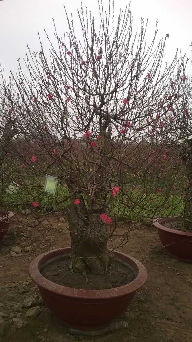 Giàu to nhờ đào cổ thụ dịp Tết Nguyên đán
