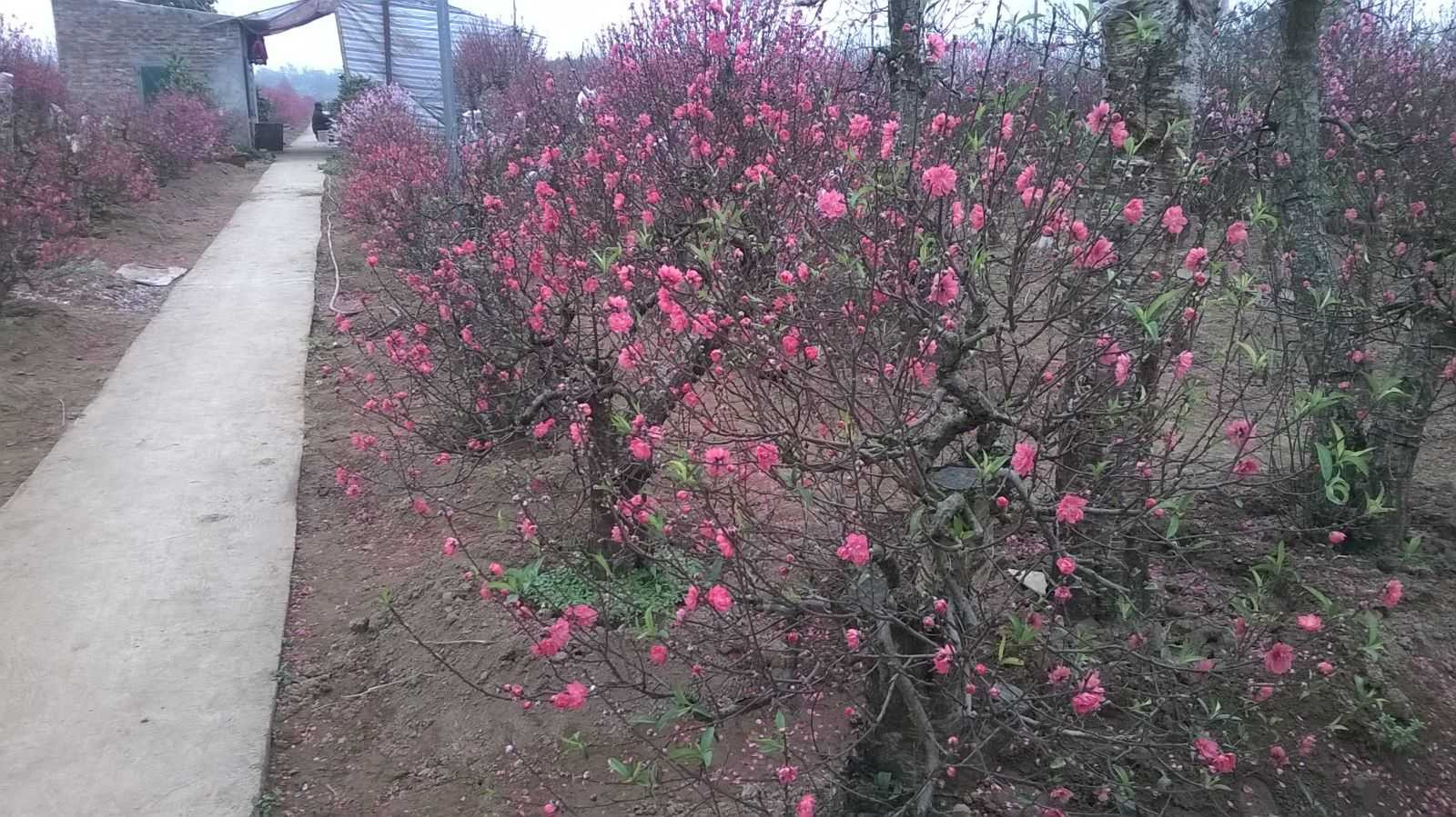 Giàu to nhờ đào cổ thụ dịp Tết Nguyên đán