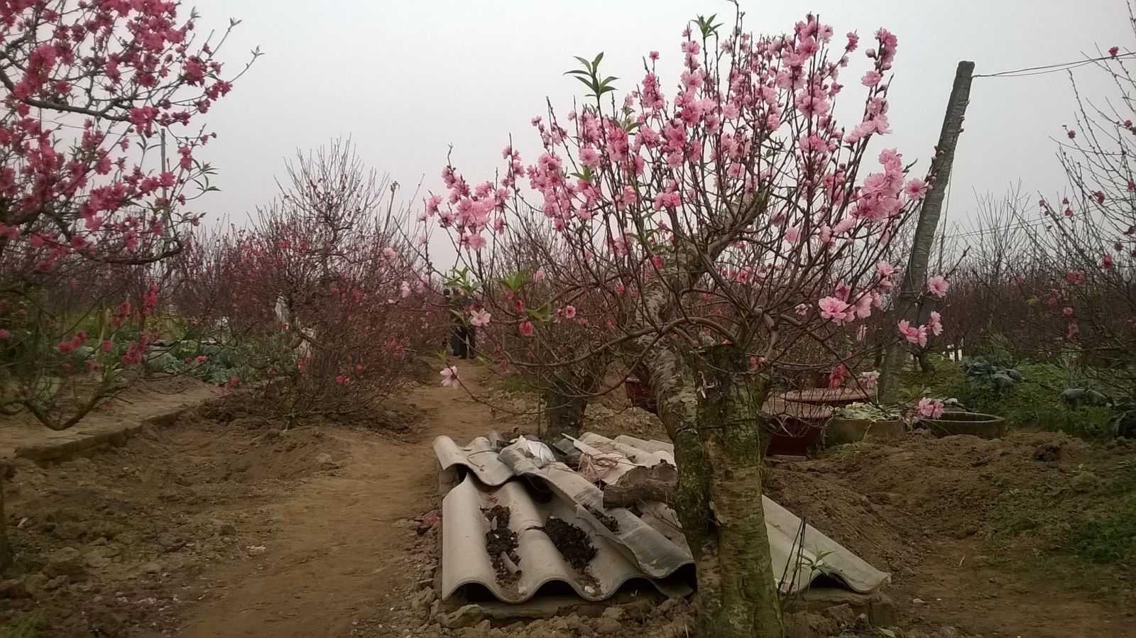 Giàu to nhờ đào cổ thụ dịp Tết Nguyên đán