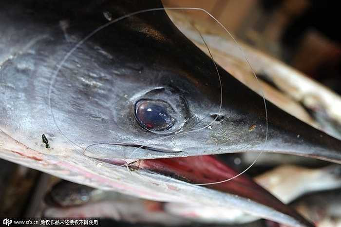 Cận cảnh con cá kiếm vừa mới được đánh bắt