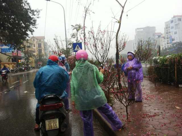 Chủ hàng đào, quất đội mưa chờ khách. 