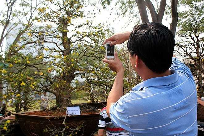 Nhiều người tranh thủ ghi lại những hình ảnh tuyệt đẹp của cây mai .