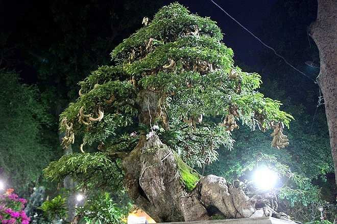 Cây me cổ thụ được cho là hơn 300 năm tuổi được định giá 1 tỷ đồng.