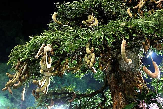 Phần tán me được chăm tỉa tỉ mỉ với cành lá sum suê, trĩu quả.