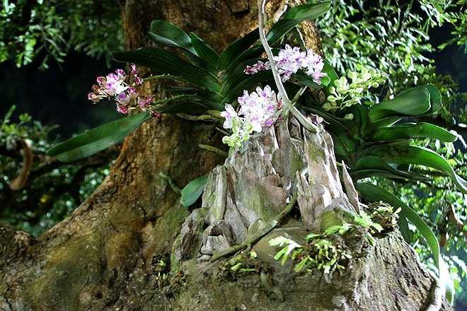 Trên thân cây còn có một gốc lan bám rễ tự nhiên.