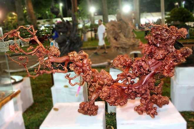 Một cây kiểng khô có hình dáng, màu sắc tự nhiên hoàn toàn không có sự can thiệp của con người, được rao giá đến 1 tỷ đồng, với tên gọi Long Thăng.