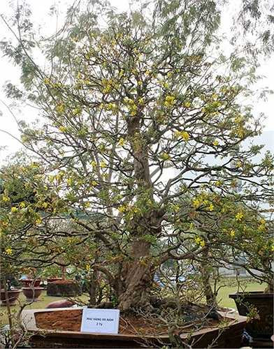 Một cây mai kiểng 99 năm tuổi được chào bán giá 2 tỷ tại chợ hoa xuân Phú Mỹ Hưng.