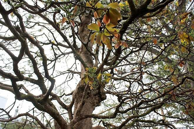 Cây mai có tán rộng hơn 2m, cành đan xen nhiều hướng hài hòa, đẹp mắt