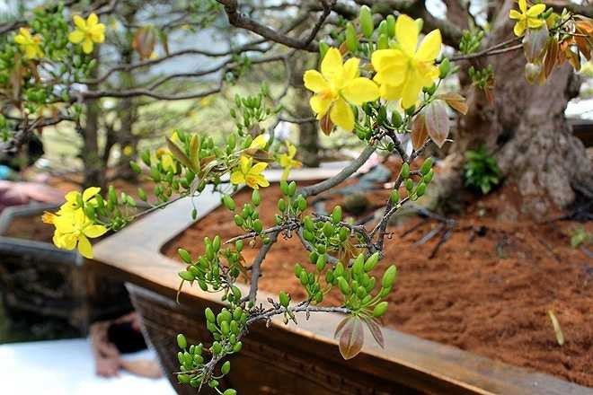 Cây mai này có nụ đều và hiện đã bắt đầu nở hoa. 