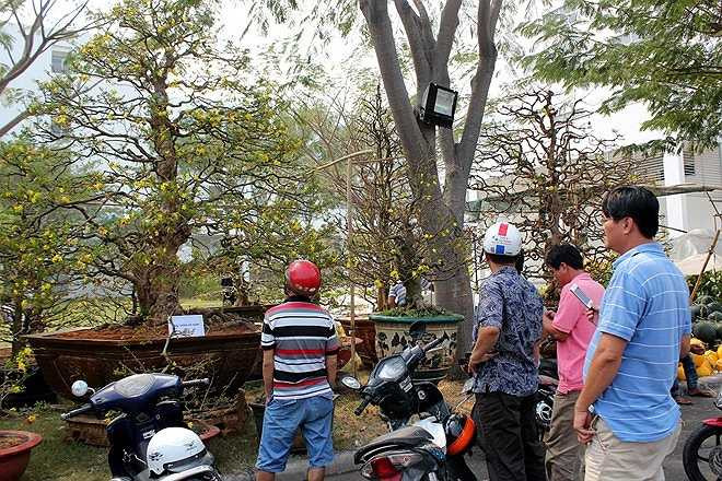 Cây mai đặc biệt này luôn thu hút sự quan tâm của nhiều người, nhất là giới chơi kiểng cổ thụ.