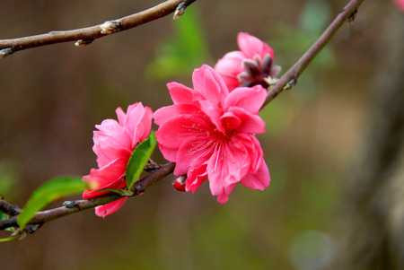 Chọn thời điểm thích hợp để hoa đào nở là điều cần thiết 