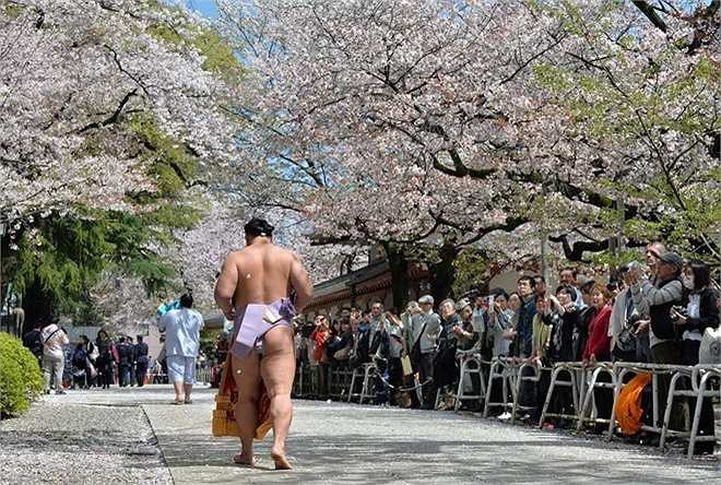 Sau khi ngủ trưa, đến chiều, các võ sinh có thời gian thư giãn theo sở thích riêng, như xem TV, đọc sách. Ngủ sau khi ăn no là cách để các võ sĩ tăng cân nhanh. Bởi bên cạnh chiến thuật thì cân nặng có vai trò quan trọng góp phần làm nên chiến thắng của võ sĩ sumo trong các trận thi đấu. 