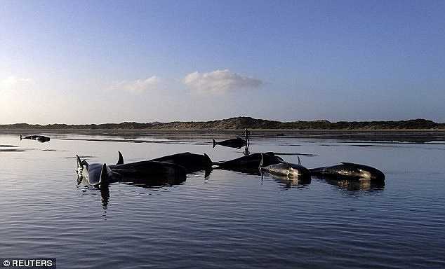 Khoảng 140 chú cá voi hoa tiêu bị mắc cạn trên bãi biển Farewell Spit, phía nam New Zealand đã chết.