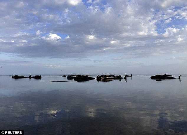 'Sự việc thật kinh hoàng, chúng là những con vật rất thông minh', Andrew Lamason - Giám đốc Cục Quản lý và bảo tồn sinh vật biển thốt lên.