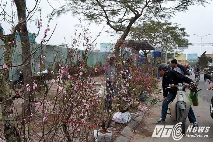 Chiều 30 Tết tại chợ Tết Hải Phòng, những cửa hàng bán đào quất cảnh đã phải 'vét' nốt những cây đẹp nhất còn lại và bán với giá rẻ như cho mà vẫn chỉ lác đác một vài khách vào xem. 
