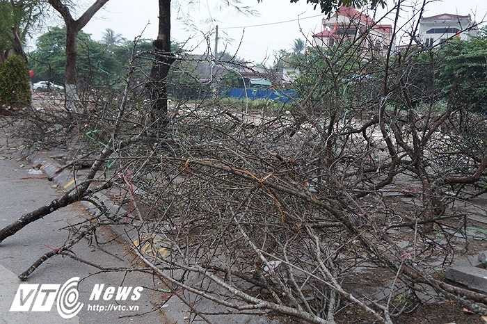 Những cành đào xấu bị các chủ hàng bỏ lại bên đường.